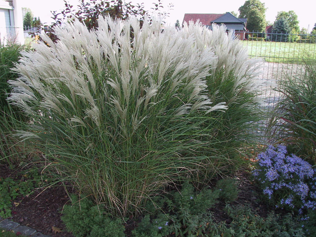 Miscanthus sinensis Kleine Fontaene 01.jpg